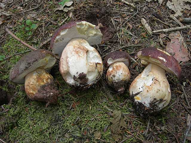 I funghi della foresta di Thann